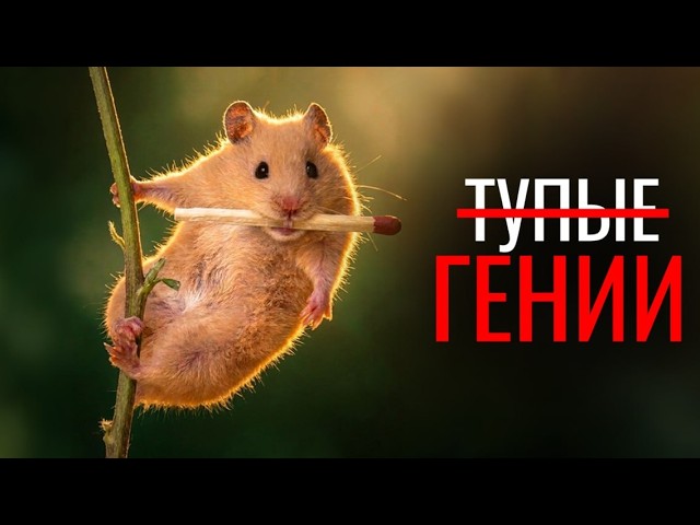 12 минут ПРАВДЫ О ХОМЯКАХ