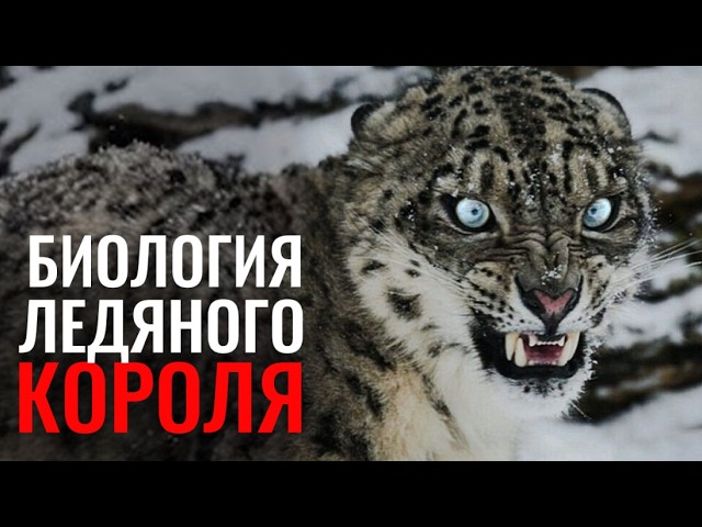 Как снежный барс стал САМЫМ ОПАСНЫМ хищником горных вершин