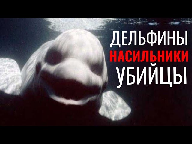 Неудобная правда о Дельфинах