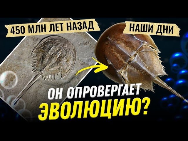 Живые ископаемые против эволюции - Ученые против мифов 23-10