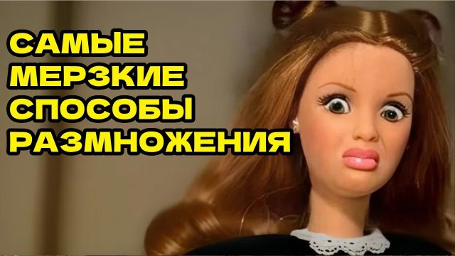 КАК ТАМ У ЖИВОТНЫХ