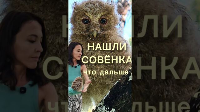 Нашли совёнка: что делать?