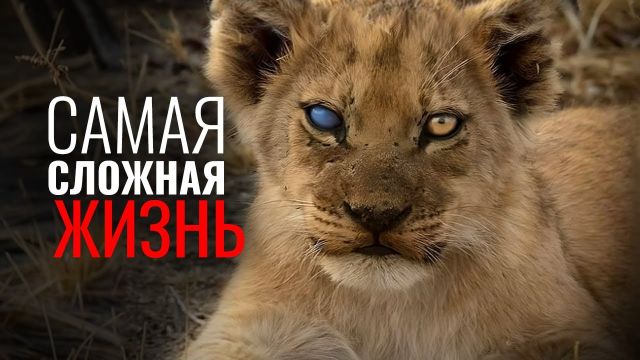 Почему у львов самая жестокая жизнь?