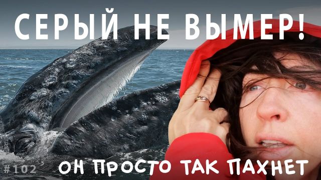 Серый кит не вымер! Он просто так пахнет // Всё как у зверей #102