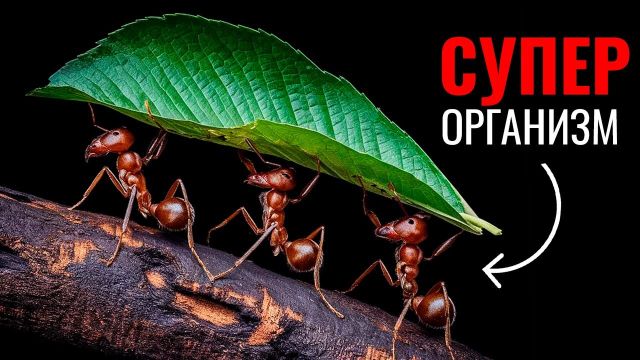 Сложность МУРАВЬЕВ ставит ученых в ТУПИК. Что мы до сих пор не можем понять?