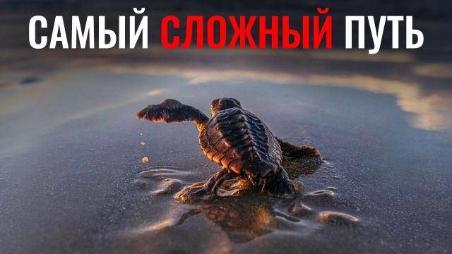 Почему у Морских черепах Самая Жестокая Жизнь?