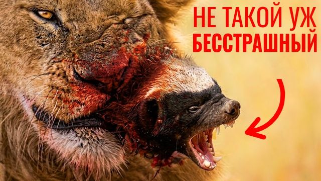 11 минут ПРАВДЫ о МЕДОЕДЕ