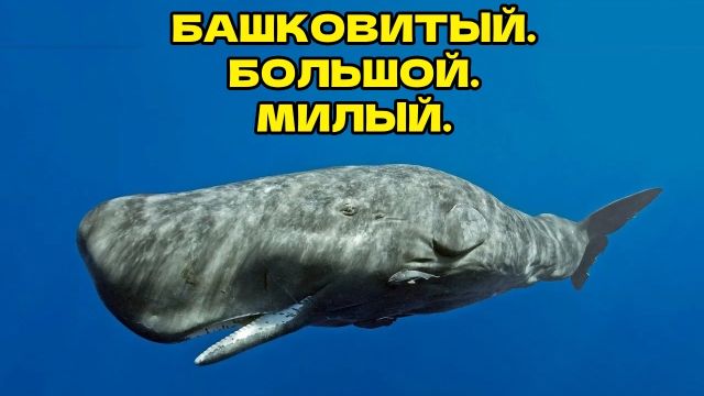 ГИГАНТСКАЯ ПЛАВАЮЩАЯ БАШКА