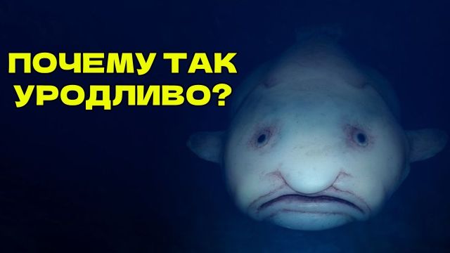 Почему глубоководные рыбы выглядят как монстры