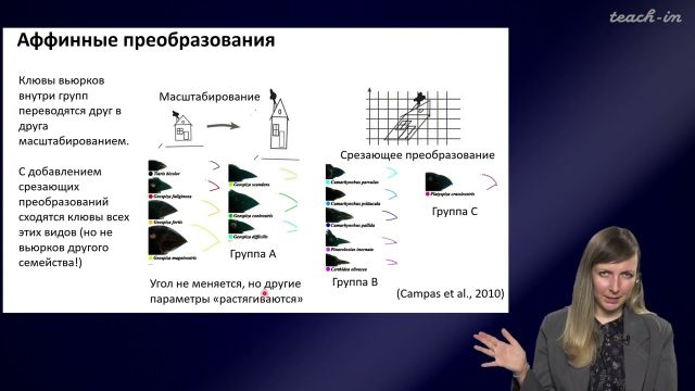 10. Онтогенез и эволюция онтогенеза; коэволюция