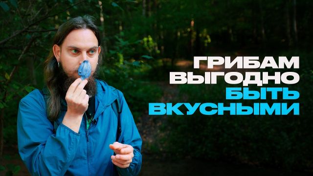 Абсолютно всё, что вы не знали о грибах