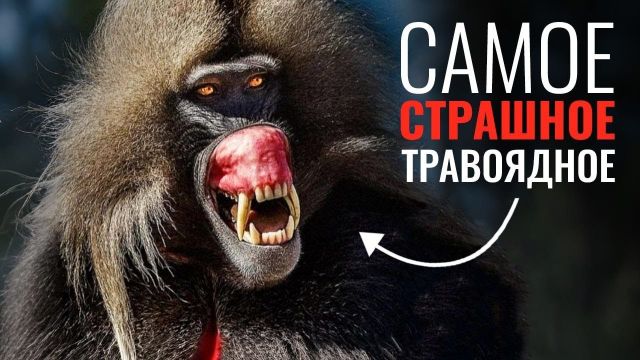 Биология Самого Страшного Вегетарианца среди приматов