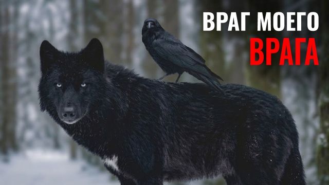 Дружба животных, которую невозможно объяснить