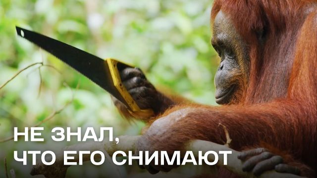 Что делают животные, пока никто не видит
