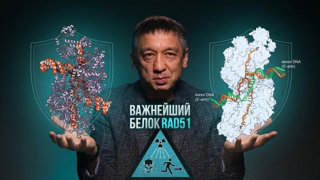 Как белок RAD51 чинит ДНК после радиации? Шанс случайного появления - меньше возраста Вселенной